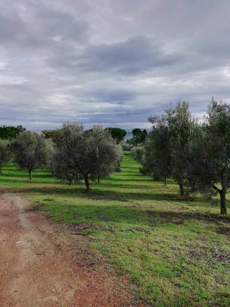 Azienda Agricola Marconi Matteo