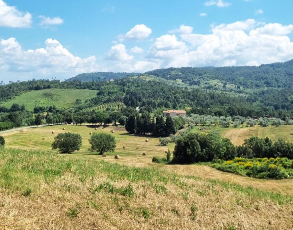 Olivi nel cuore della Toscana