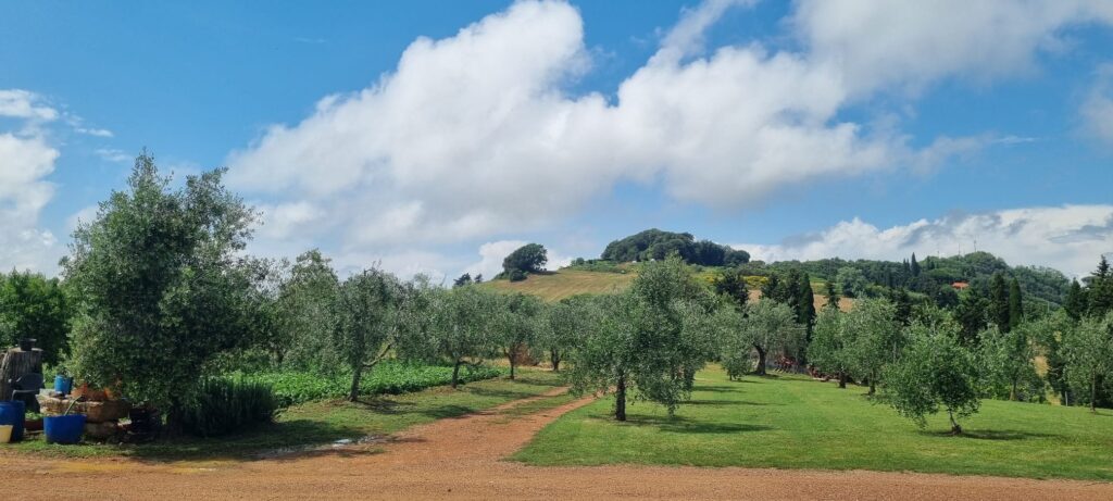 Uno scorcio dei nostri oliveti