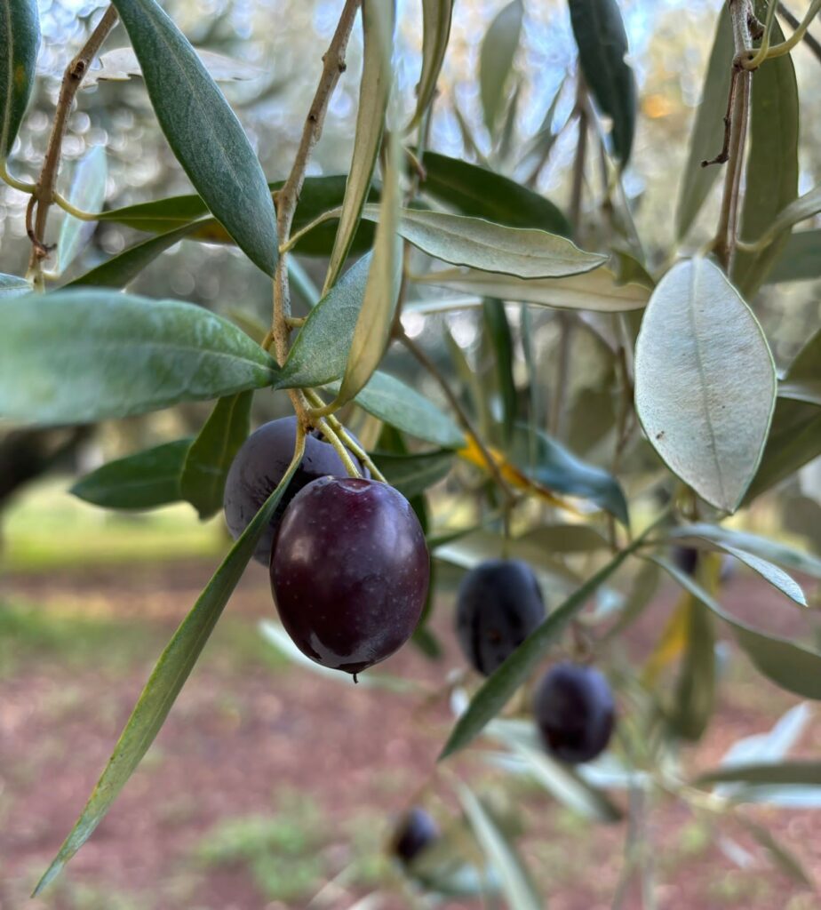 Frutto dell'olivo