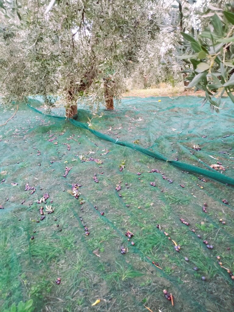 raccolta delle olive